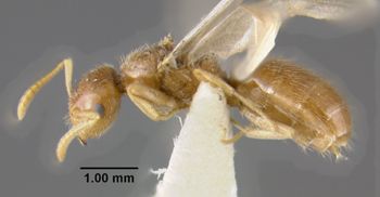 Media type: image;   Entomology 34759 Aspect: habitus lateral view